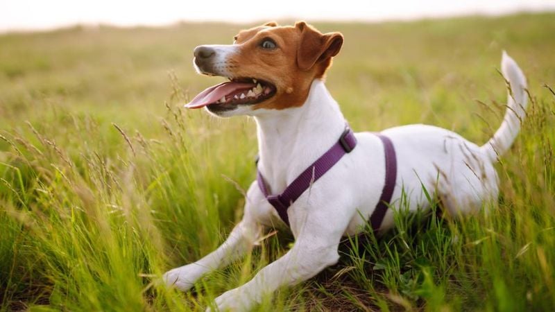 Jack Russell Terriers: Non-Stop Energy and Barks