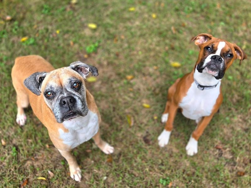 Boxers