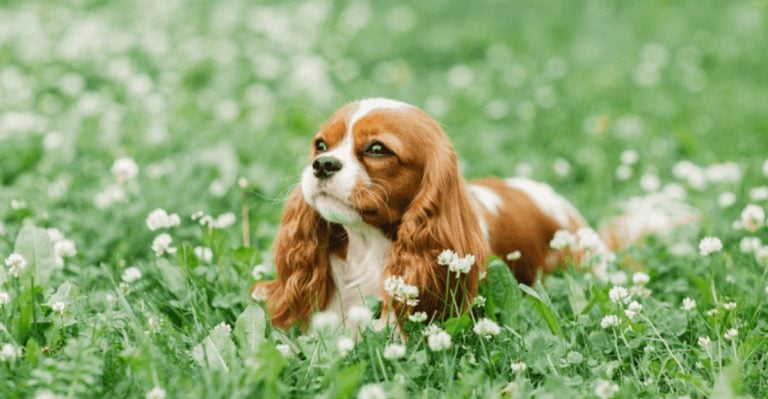35 Dog Breeds That Almost Never Show Signs of Aggression