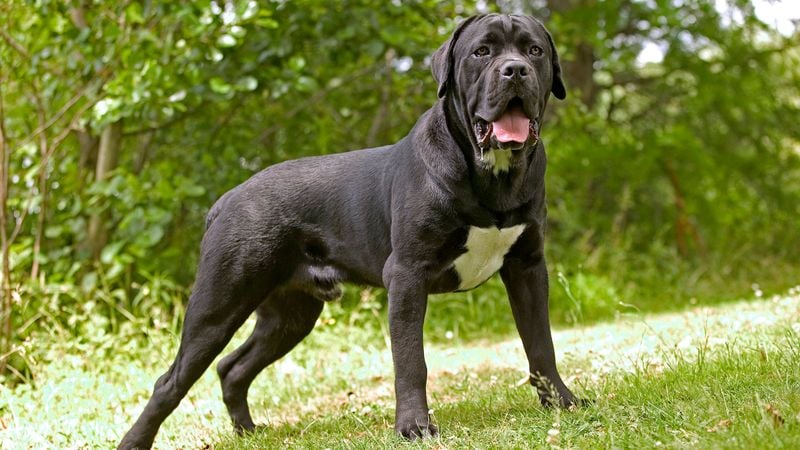 Cane Corso: The Roman Warrior