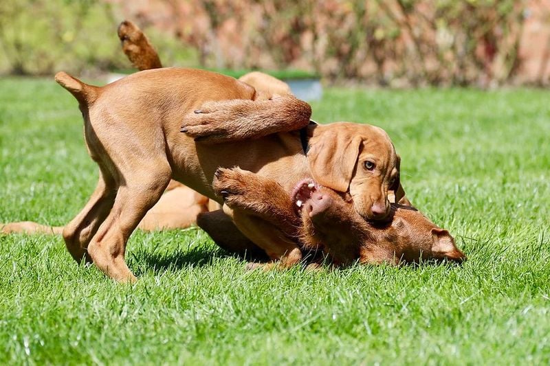 Vizsla