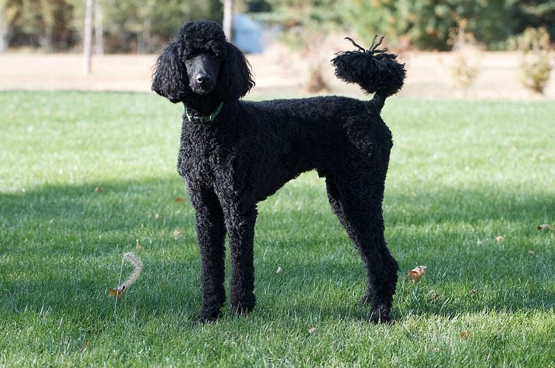 Poodle (Standard and Miniature)