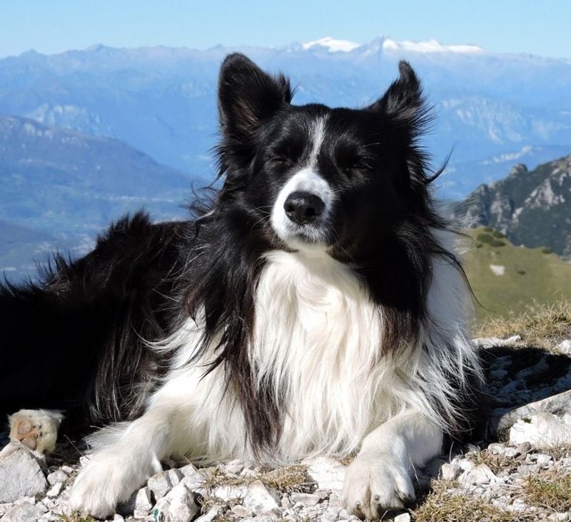 Border Collie: The Emotional Mathematician