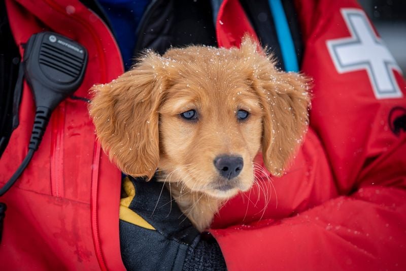 Golden Retriever