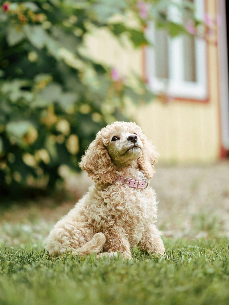 Poodle (Standard and Miniature)