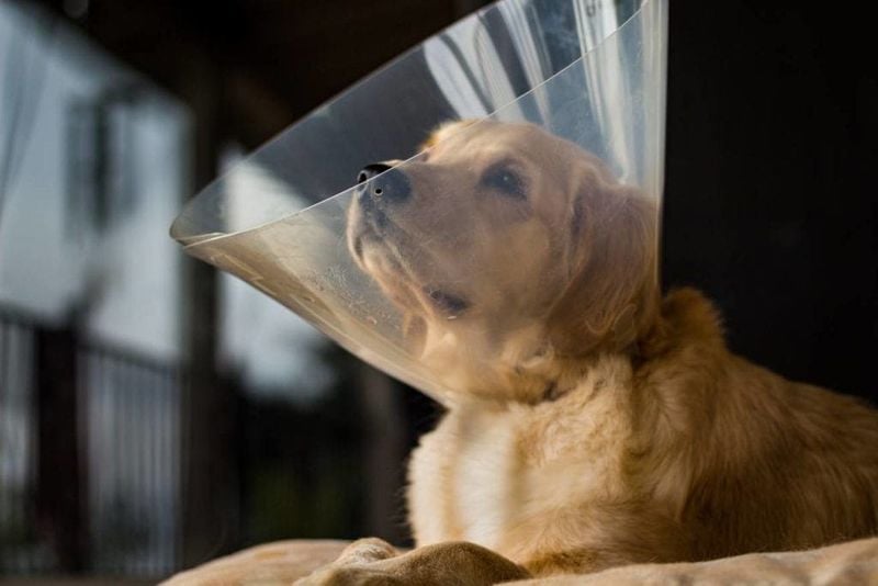 Strategic Spaying and Neutering