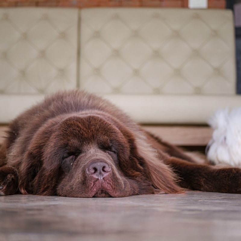 Newfoundland: Living Teddy Bear Bed Partners