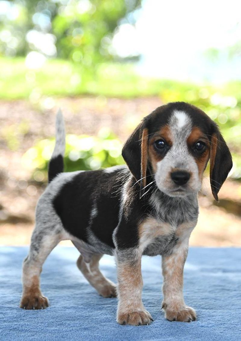Beagle: Nose-Driven and Notoriously Stubborn