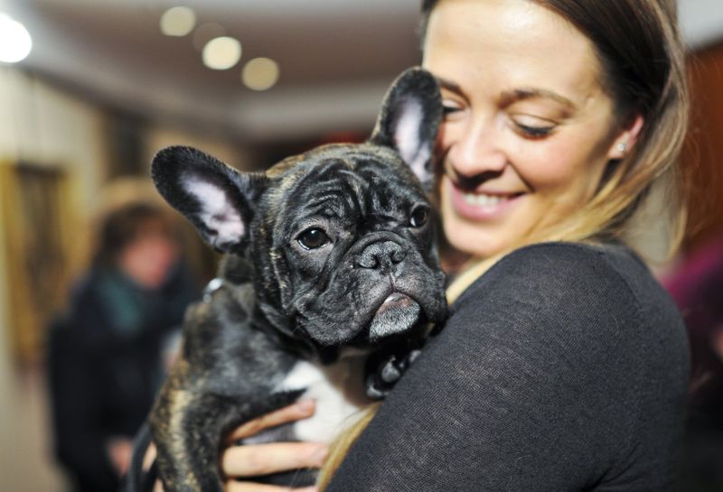 French Bulldog