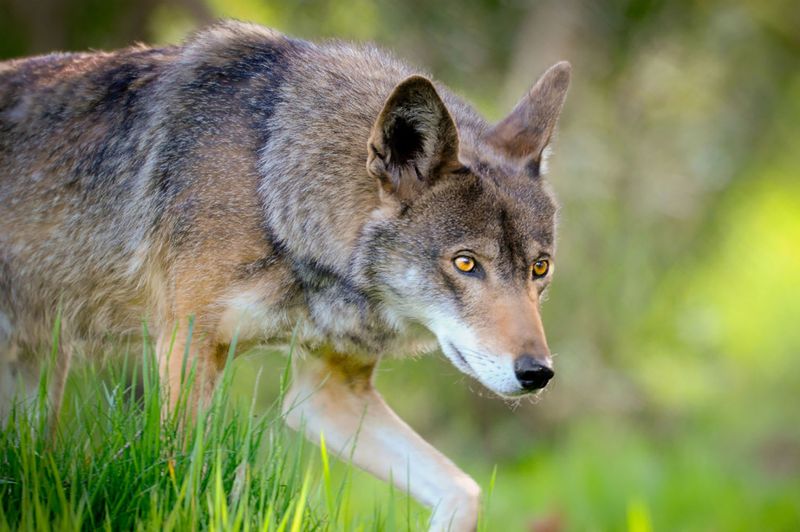 Red Wolf (Canis rufus)