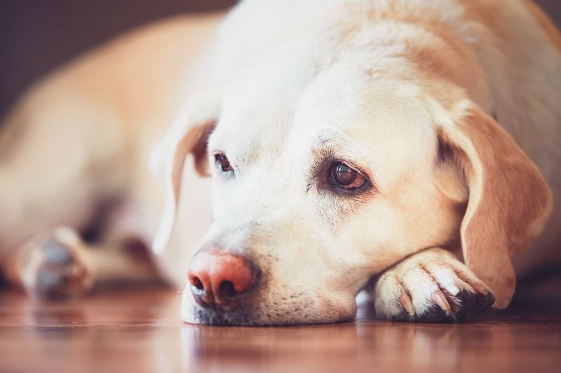 Labrador Retriever