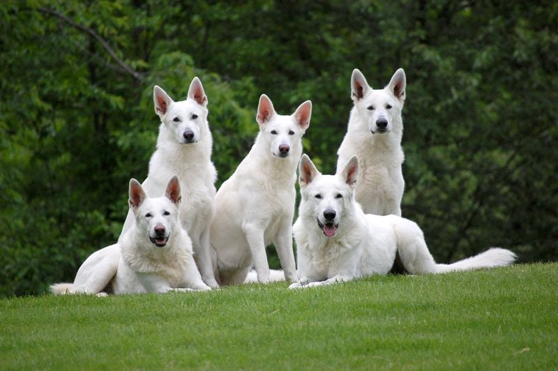 White Shepherd