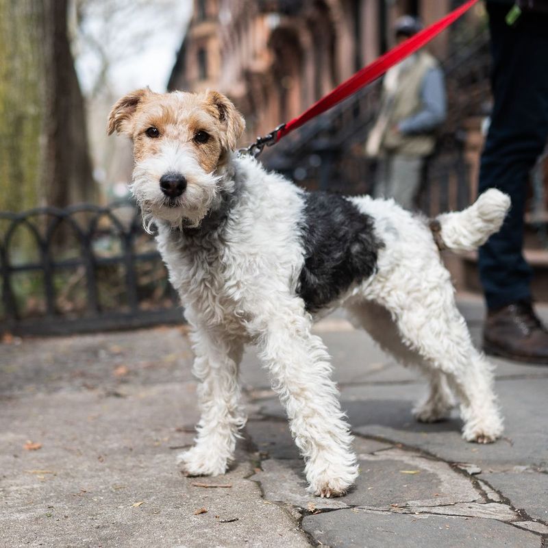 Fox Terrier: Small Package, Mighty Determination