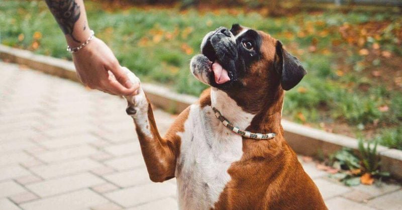 Boxer