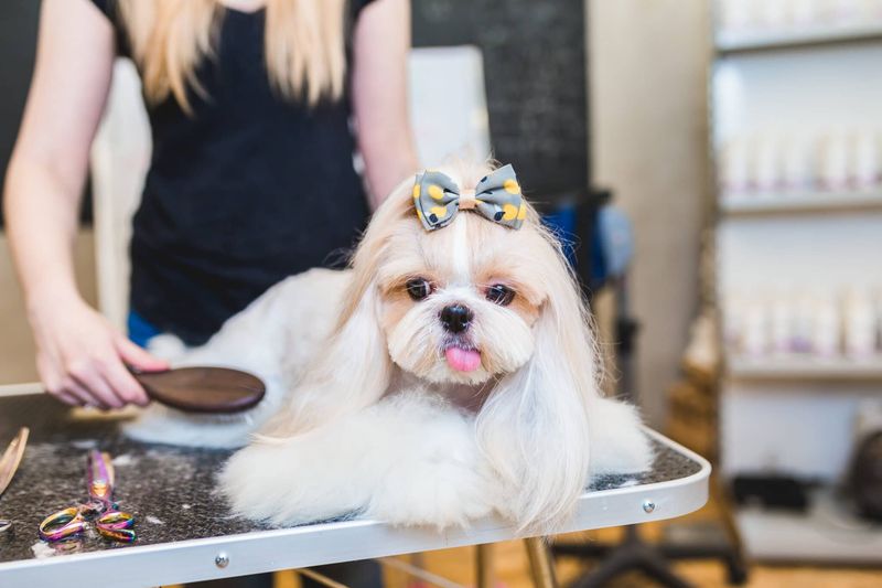 Shih Tzu