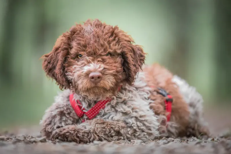 Lagotto Romagnolo