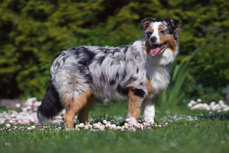 Australian Shepherd: The Energetic Taskmaster