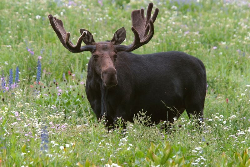 Moose