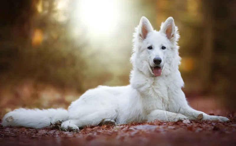 Swiss White Shepherd