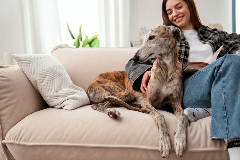 Whippet