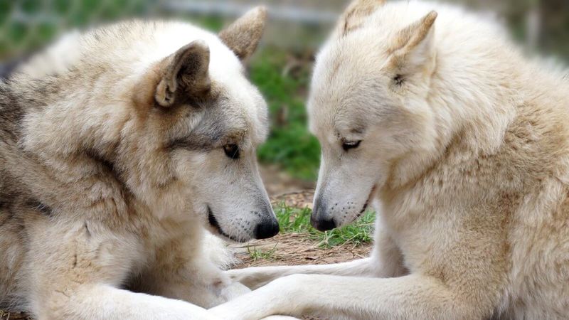Social Needs Differ From Dogs