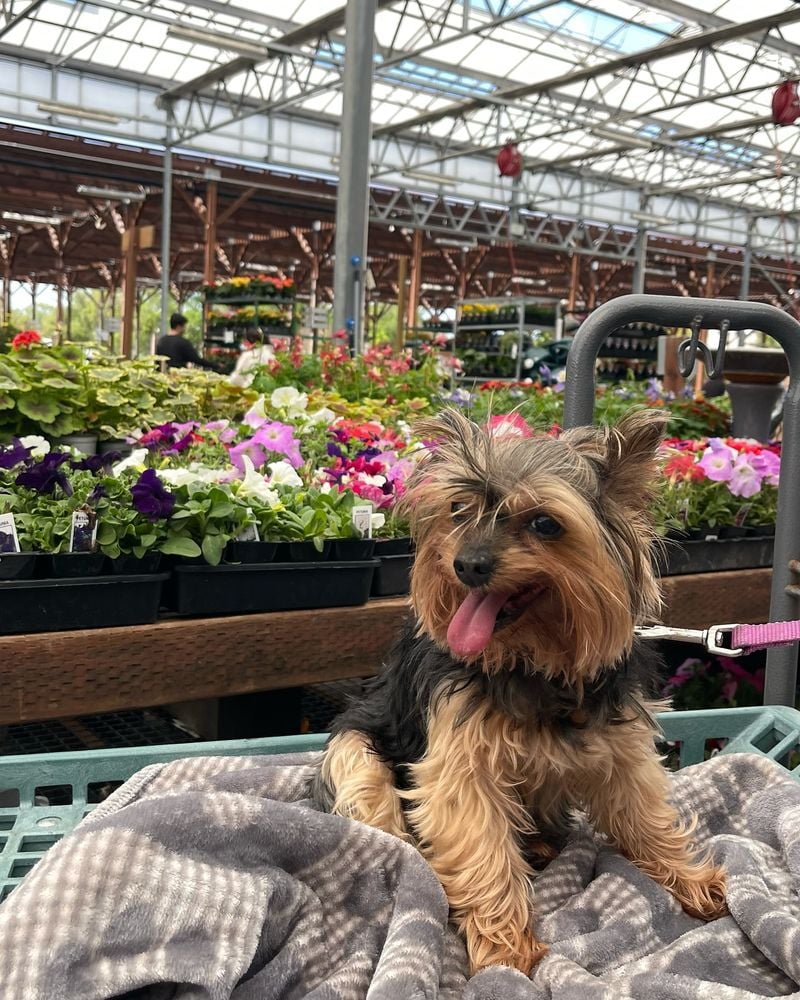 Yorkshire Terrier