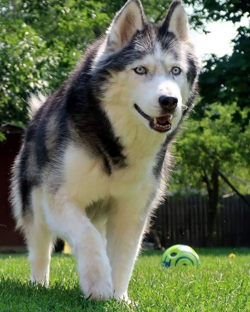 Siberian Husky