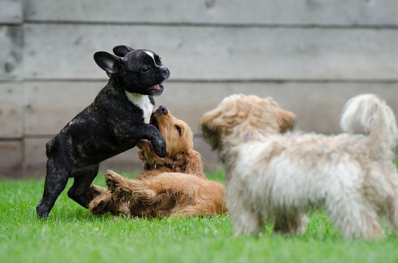 Socialization With People and Dogs