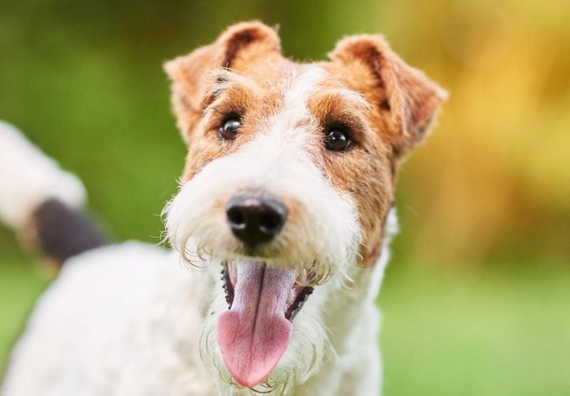 Fox Terrier: Small Package, Big Attitude