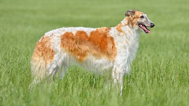 Borzoi: The Elegant Aristocrat