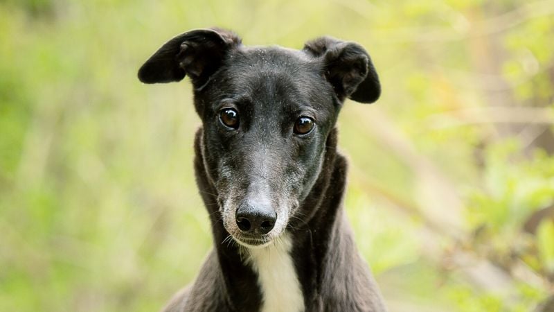 Greyhound: Built for the Chase