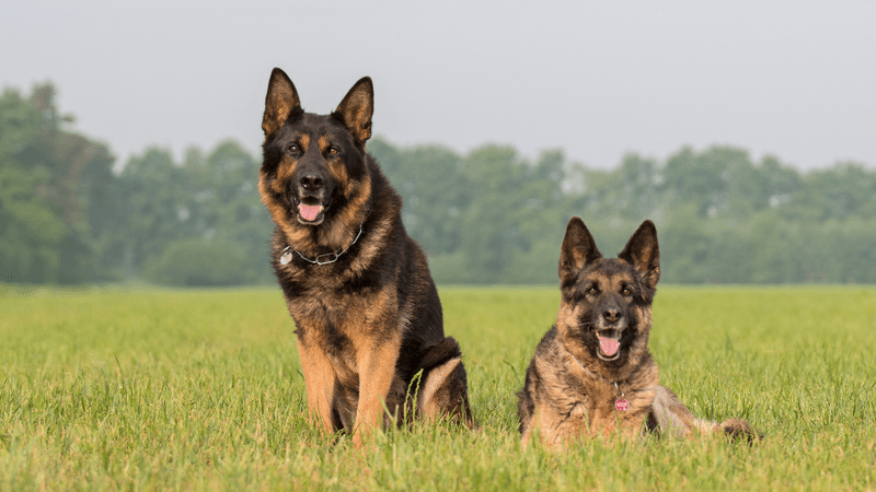 German Shepherd