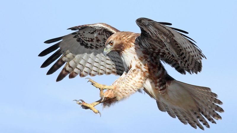 Hawks & Eagles