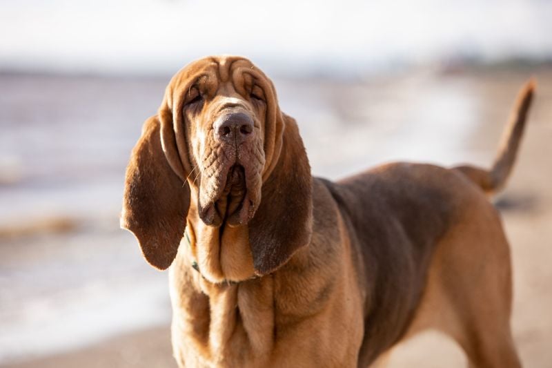 You Sense Their Personality in a New Pet or Animal