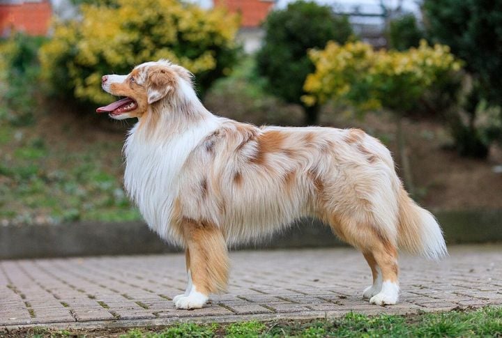 Coat Features Weather Resistance And Moderate Shedding
