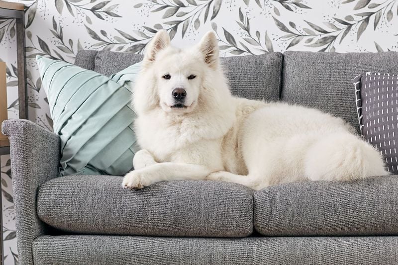 Furniture Privileges Require Invitation Only