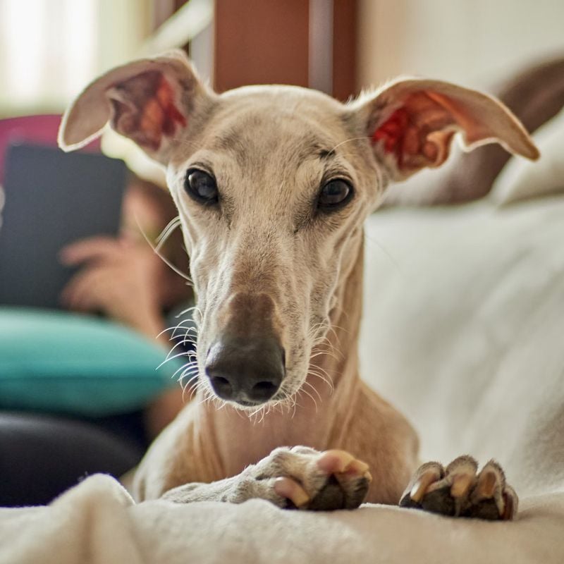Greyhounds Need Tons of Exercise