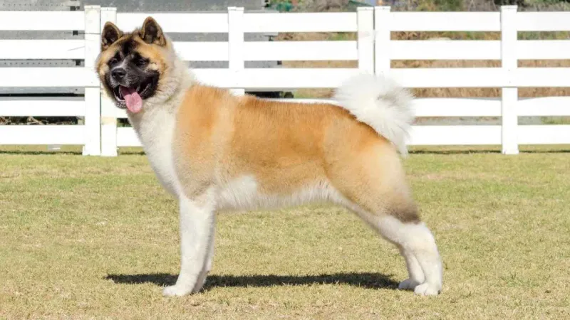 Akita Inu