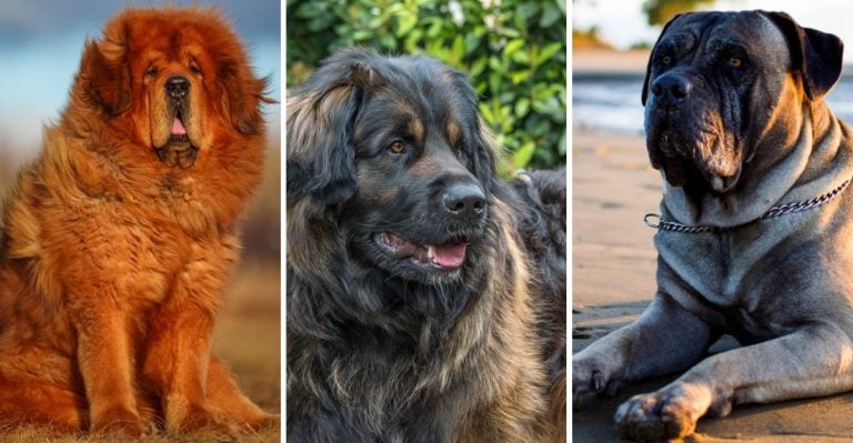 45 Supersized and Majestic Dog Breeds with Tips to Raise Them Right
