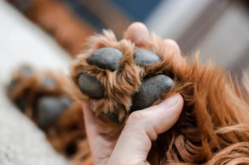 Swollen Paws