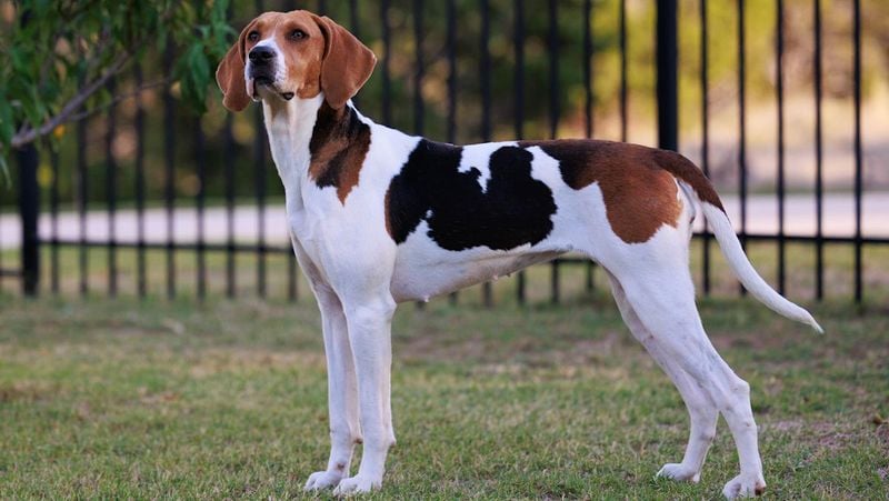 American Foxhound (USA)