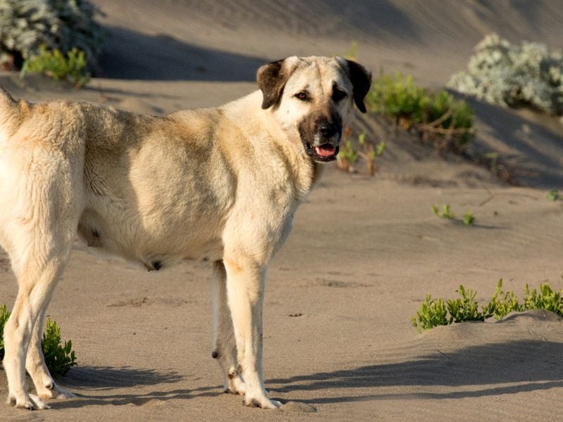 Anatolian Shepherd