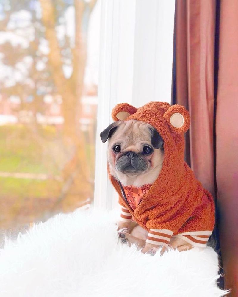 Pug