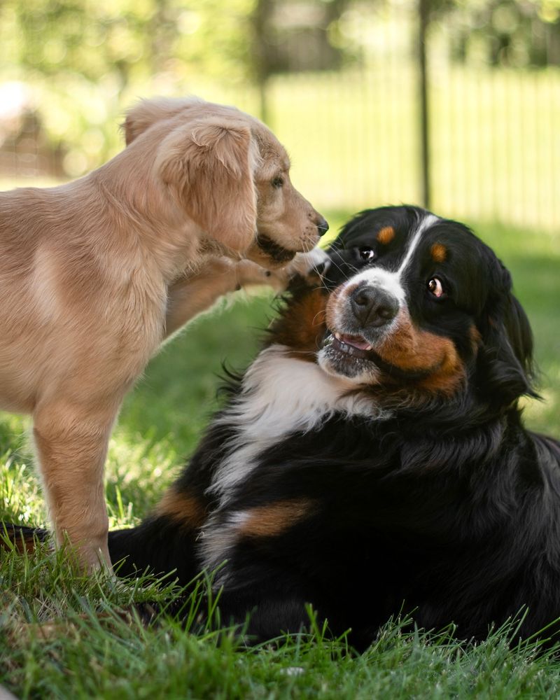 Socialization Opportunities