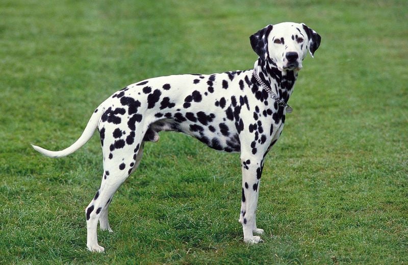 Dalmatians: Spotted Beauties with Hidden Challenges