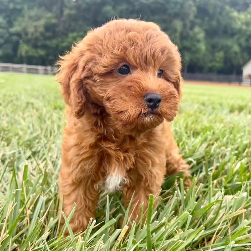 Cavapoo: The Heartbeat at Your Feet