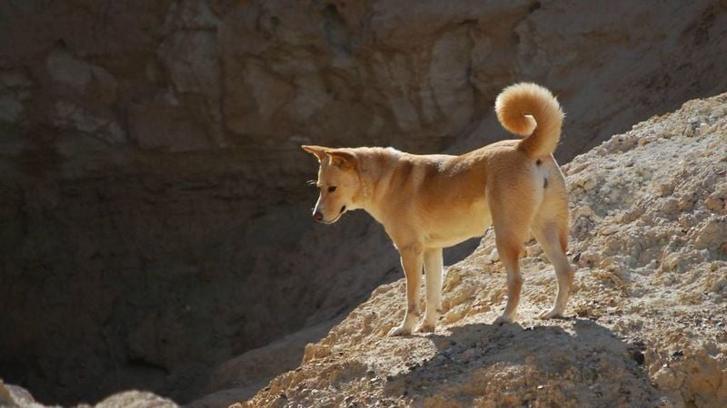 Canaan Dog