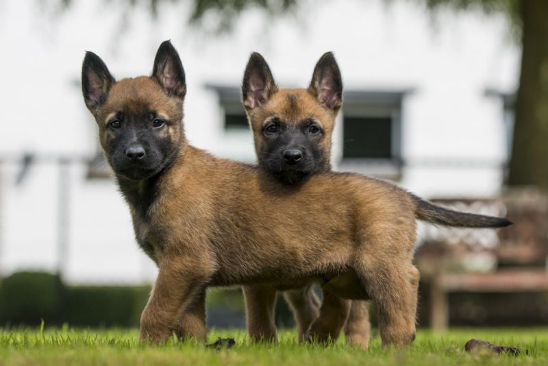 Intense Belgian Malinois: The Athletic Family Defender
