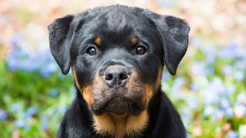 Rottweiler