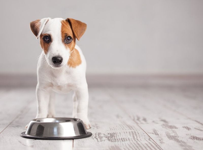 What Is Scheduled Feeding?